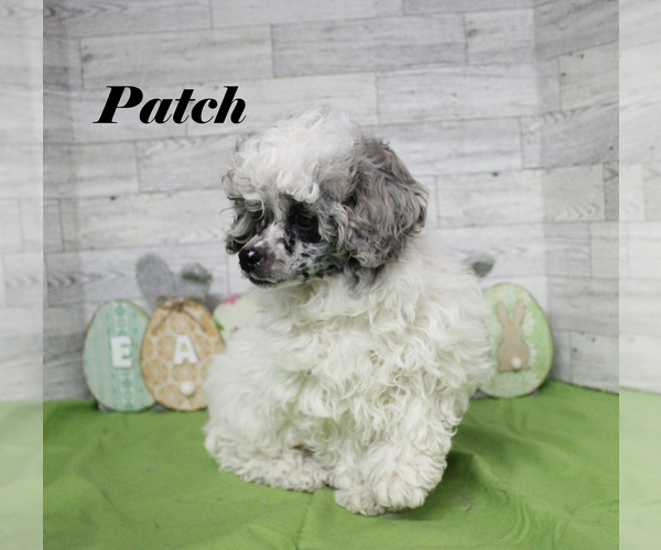 Medium Photo #24 Poodle (Toy) Puppy For Sale in CHANUTE, KS, USA