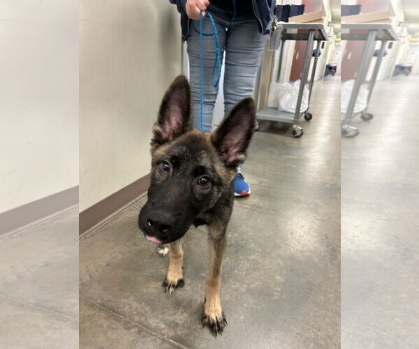 Medium Photo #2 German Shepherd Dog Puppy For Sale in Seattle, WA, USA