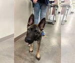 Small #1 German Shepherd Dog