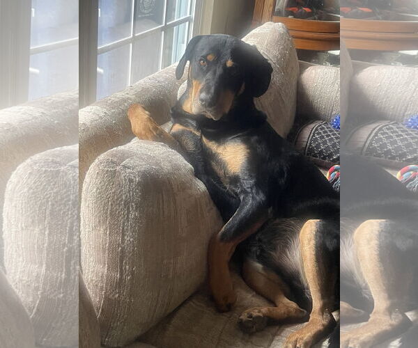 Medium Photo #14 Rottweiler-Unknown Mix Puppy For Sale in White Hall, AR, USA