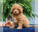 Small #3 Cavapoo