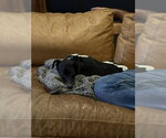 Small #7 Rat Terrier