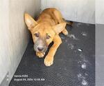 Small German Shepherd Dog Mix