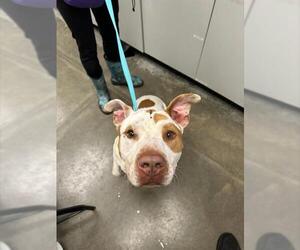 Labrador Retriever-Unknown Mix Dogs for adoption in Rosenberg, TX, USA