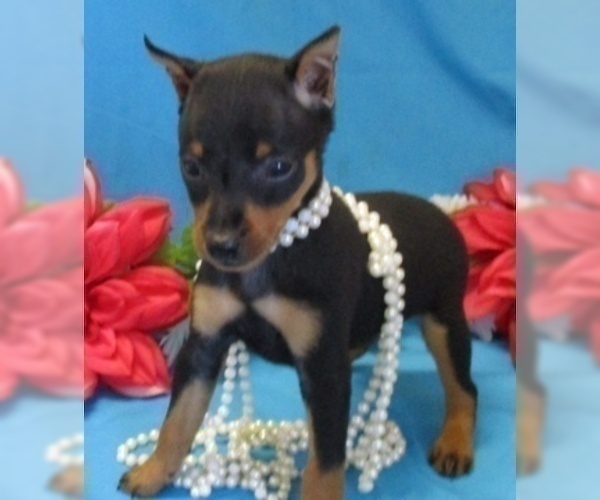 Medium Photo #2 Miniature Pinscher Puppy For Sale in CLAREMORE, OK, USA