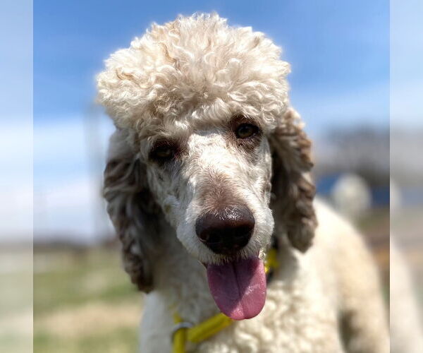 Medium Photo #8 Poodle (Standard) Puppy For Sale in Pacolet, SC, USA