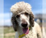 Small #7 Poodle (Standard)