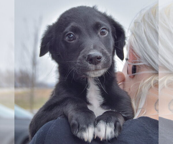 Medium Photo #5 Border Collie-Unknown Mix Puppy For Sale in Huntley, IL, USA
