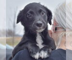 Small #4 Border Collie Mix