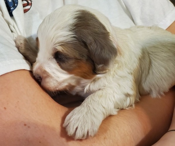 Medium Photo #11 Bernedoodle (Miniature) Puppy For Sale in LEETONIA, OH, USA