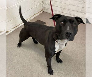 Mutt Dogs for adoption in San Bernardino, CA, USA