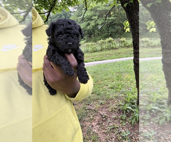 Medium Photo #20 YorkiePoo Puppy For Sale in VANCEBURG, KY, USA