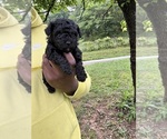 Small #4 YorkiePoo