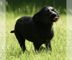 Miniature Labradoodle Dogs for adoption in Mechanicsburg, PA, USA