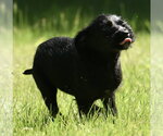 Small #2 Miniature Labradoodle