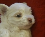 Small #4 Maltese