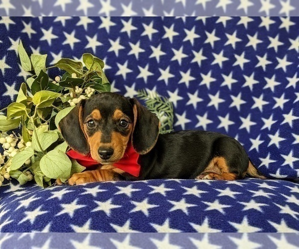 Medium Photo #2 Dachshund Puppy For Sale in LEOLA, PA, USA