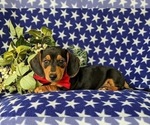Small Photo #2 Dachshund Puppy For Sale in LEOLA, PA, USA