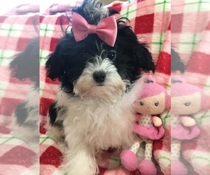 Maltese-Poodle (Toy) Mix Puppy for sale in SARASOTA, FL, USA