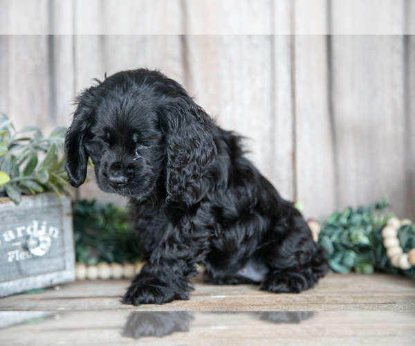 Medium Photo #19 Cocker Spaniel Puppy For Sale in BALTIC, OH, USA