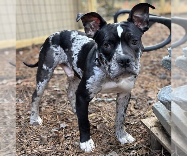 Medium Photo #1 Staffordshire Bull Terrier-Unknown Mix Puppy For Sale in Spring Lake, NC, USA