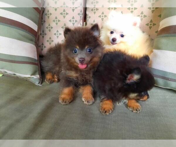 Medium Photo #3 Pomeranian Puppy For Sale in DINWIDDIE, VA, USA