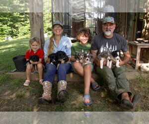 Texas Heeler Puppy for Sale in TALKING ROCK, Georgia USA