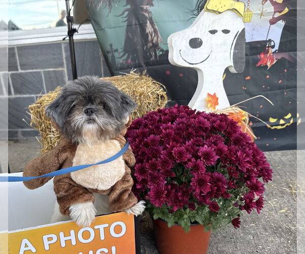 Medium Photo #1 Shih Tzu-Unknown Mix Puppy For Sale in Morganville, NJ, USA