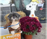 Small Shih Tzu Mix