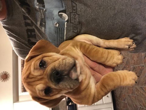 Medium Photo #1 Olde English Bulldogge Puppy For Sale in ONEIDA, IL, USA