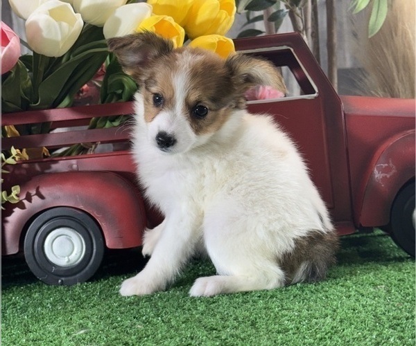 Medium Photo #5 Papillon Puppy For Sale in CANOGA, NY, USA