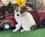 Small #4 Papillon