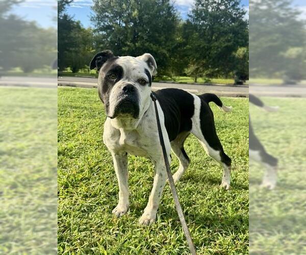 Medium Photo #2 American Bulldog Puppy For Sale in Forestville, MD, USA