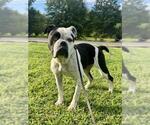Small #1 American Bulldog