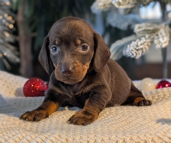 Medium Photo #6 Dachshund Puppy For Sale in GOSHEN, IN, USA