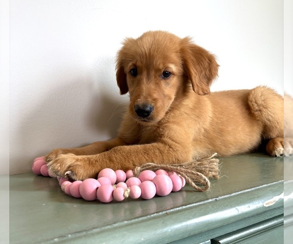 Medium Photo #2 Golden Retriever Puppy For Sale in INDIANAPOLIS, IN, USA