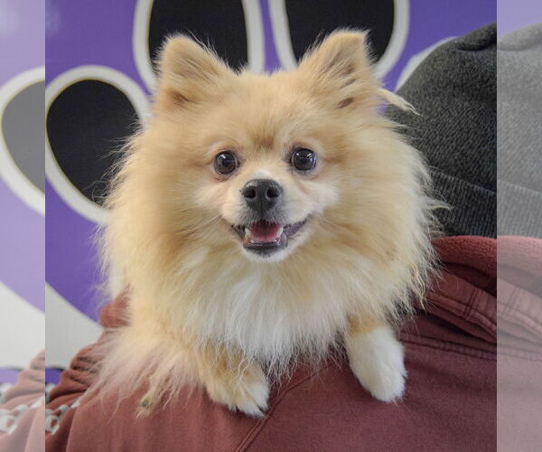 Medium Photo #5 Pomeranian Puppy For Sale in Huntley, IL, USA