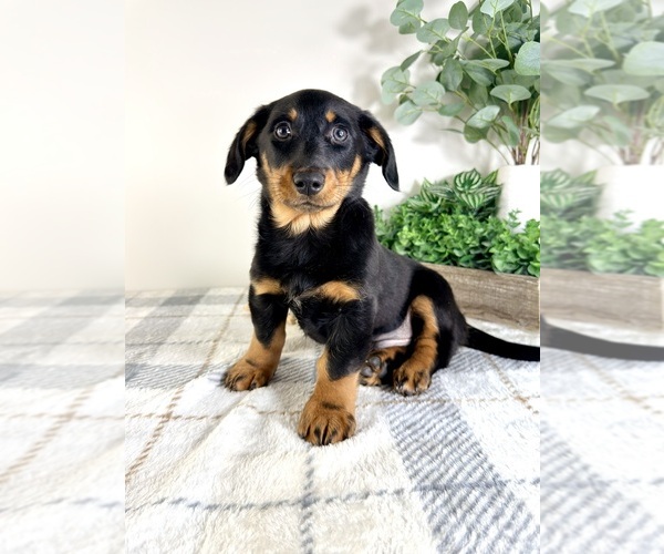 Medium Photo #5 Dorgi Puppy For Sale in GREENFIELD, IN, USA