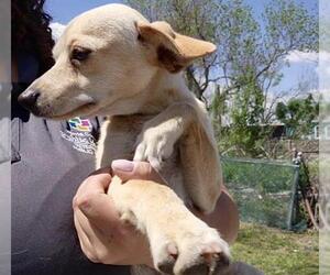 Chihuahua-Unknown Mix Dogs for adoption in Houston, TX, USA