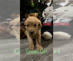 Small Photo #3 Golden Retriever Puppy For Sale in ABERDEEN, ID, USA