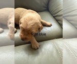 Puppy blue Golden Retriever
