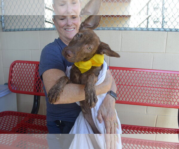 Medium Photo #2 Mutt Puppy For Sale in McKinney, TX, USA