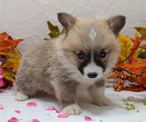 Medium Photo #11 Pembroke Welsh Corgi Puppy For Sale in GOSHEN, IN, USA