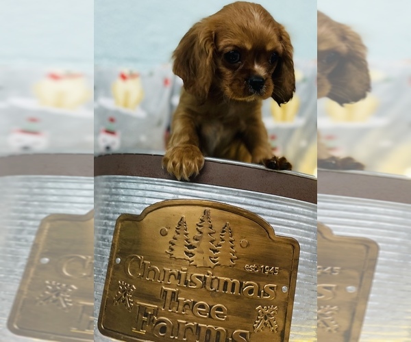 Medium Photo #7 Cavalier King Charles Spaniel Puppy For Sale in CINCINNATI, OH, USA