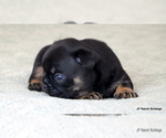 Small Photo #8 French Bulldog Puppy For Sale in WINNSBORO, TX, USA