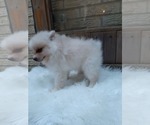 Small Photo #18 Pomeranian Puppy For Sale in CARTHAGE, TX, USA