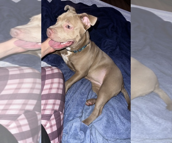 Medium Photo #1 American Bully Puppy For Sale in BURLINGTON, VT, USA
