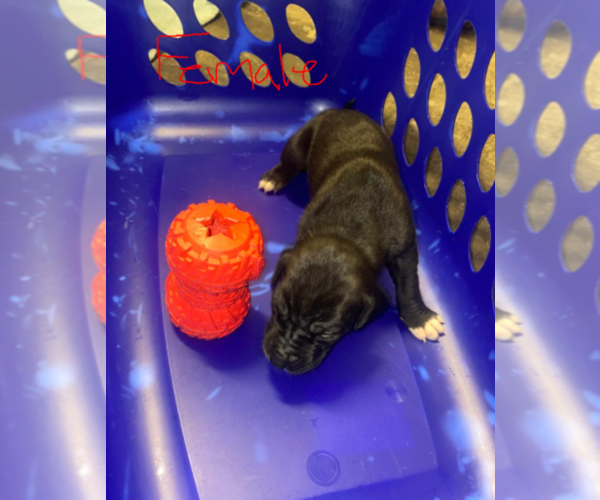 Medium Photo #2 Great Dane Puppy For Sale in MOSES LAKE, WA, USA