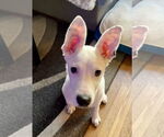 Small #1 Collie Mix