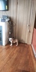 Small Photo #1 English Bulldog Puppy For Sale in BOSTON, MA, USA